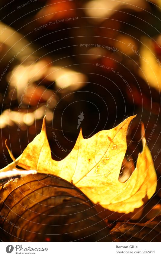 Herbstblatt Natur Pflanze Blatt retro Glück Romantik schön Vorsicht Gelassenheit geduldig ruhig Weisheit Einsamkeit einzigartig Farbfoto Außenaufnahme