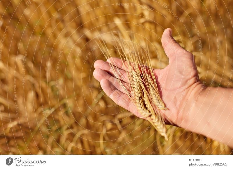 noch'n Korn Lebensmittel Getreide Ernährung Bioprodukte Beruf Küche Bäcker Bäckerei Müller Landwirtschaft Forstwirtschaft Gentechnik maskulin Hand Finger 1
