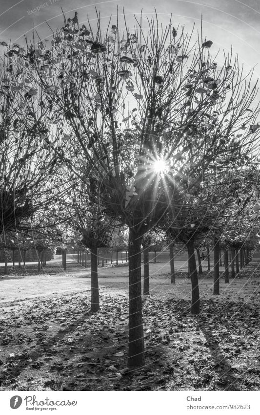 Allee Sonnenstrahl Pflanze Sonnenlicht Herbst Baum Park Erholung Blick wandern grau schwarz weiß Gelassenheit ruhig Vergänglichkeit Blatt Reihe Strahlen