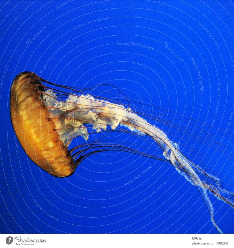 Jellyfish - Quallen I Meer Monterey Bay Aquarium Fisch Wasser Fish Sea Ocan Water blue blau