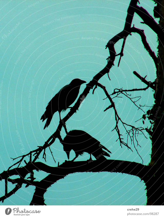 crehe Baum schwarz Vogel crow krehe Ast blau Himmel raabe paarweise Tierpaar