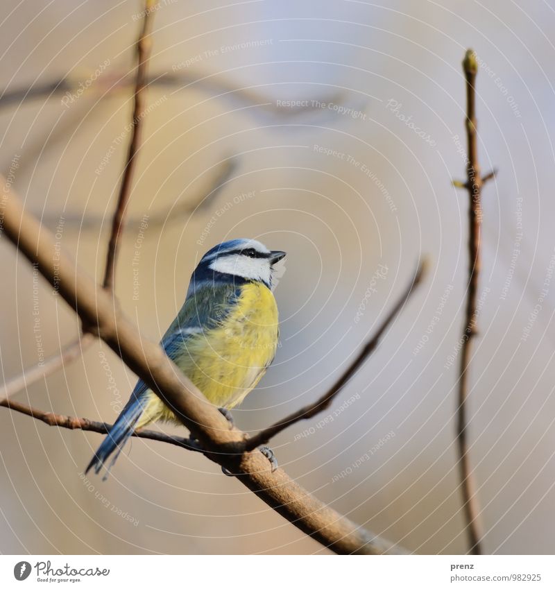 Blaumeise Umwelt Natur Tier Herbst Winter Schönes Wetter Wildtier Vogel 1 blau gelb Meisen Farbfoto Außenaufnahme Menschenleer Textfreiraum oben Tag