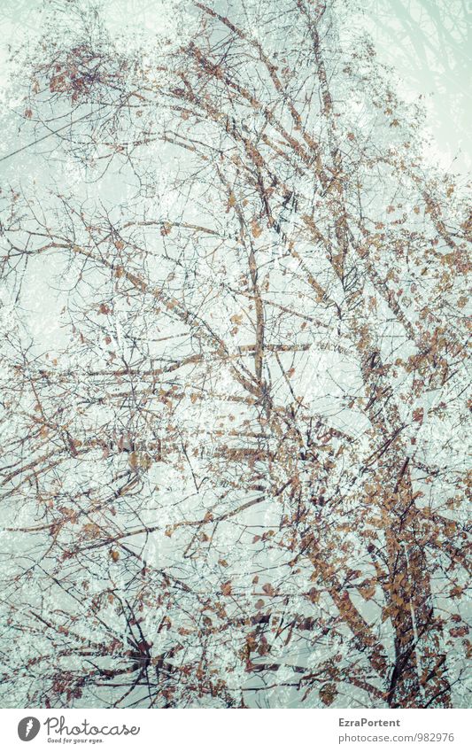 Birke,Birke Natur Landschaft Pflanze Himmel Herbst Baum Wald ästhetisch blau braun Doppelbelichtung leuchten Blatt Ast Baumstamm Farbfoto Gedeckte Farben