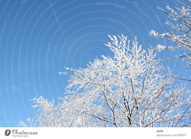 Ab in den Süden Kondensstreifen Baum kalt weiß Horizont Winter Wolken Strahlung strahlend himmelblau dunkel Linie Freundlichkeit Freude schön Wasserkuppe
