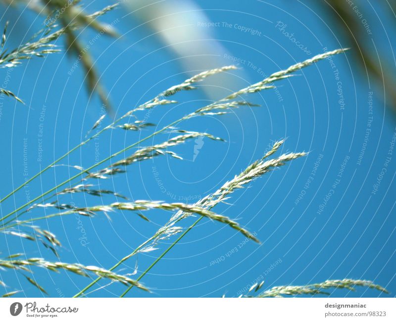 Eine Frage der Ähre Kornfeld Halm Unschärfe Froschperspektive hell-blau Gras Ähren Hefe Weizen Roggen Vollkorn ökologisch rein Feld luftig Himmel Wind