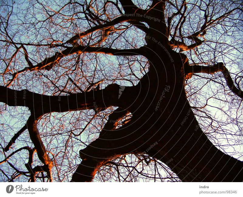 gewachsen Baum Winter Wachstum Schatten Natur Kraft alt