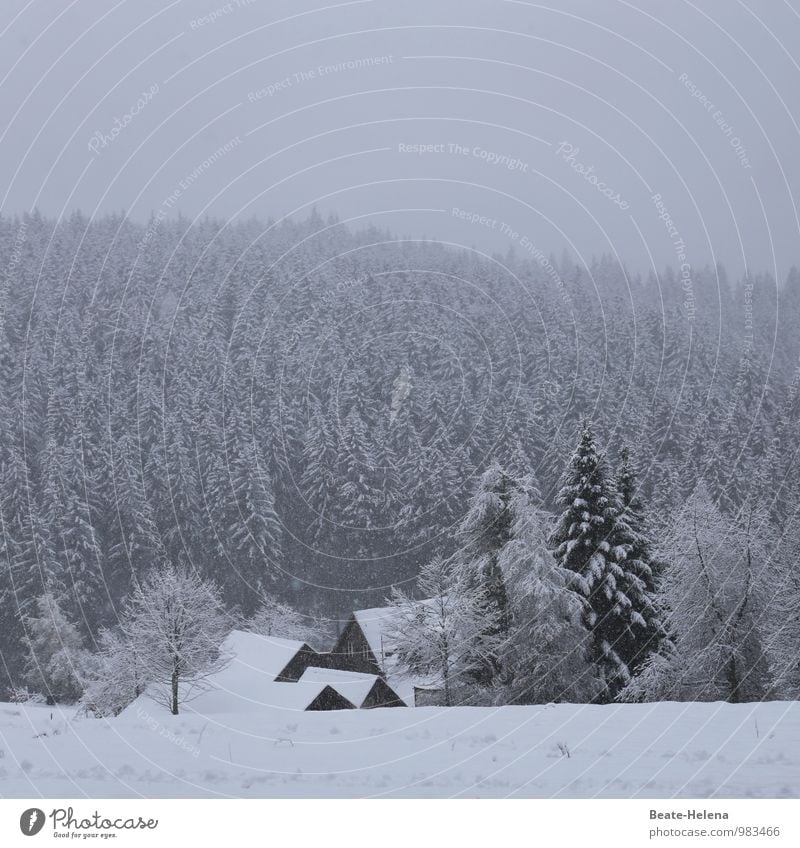 Bilderbuchwinter Haus Natur Landschaft Winter Eis Frost Schnee Schneefall Baum Wald Schwarzwald Dorf Bauwerk atmen Erholung wandern kalt schwarz weiß