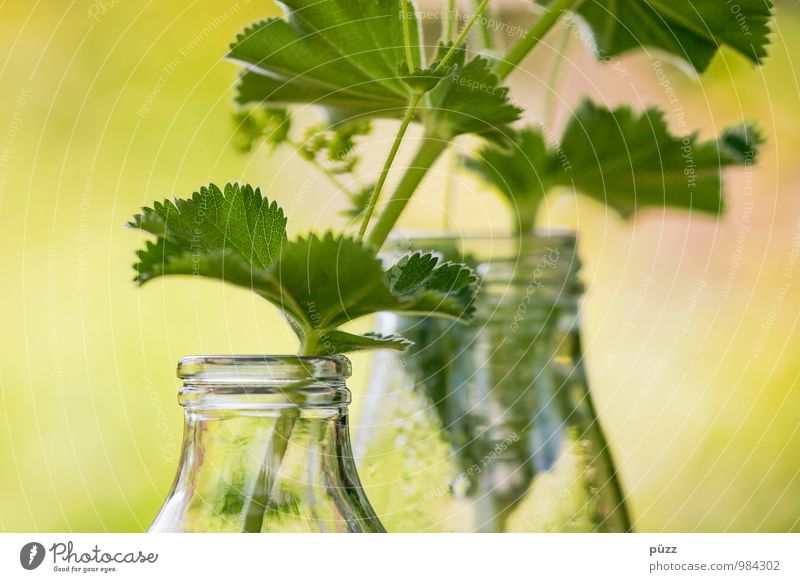 Flaschengrün Lebensmittel Kräuter & Gewürze Ernährung Bioprodukte Vegetarische Ernährung Glas Natur Pflanze Blatt Grünpflanze Dekoration & Verzierung Duft