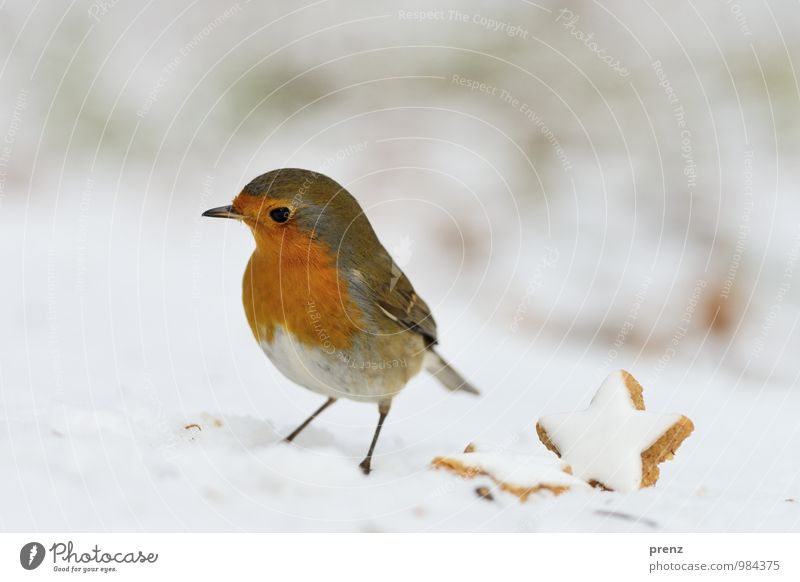 Rotkehlchen - weihnachtlich Umwelt Natur Tier Winter Eis Frost Schnee Wildtier Vogel 1 rot weiß Weihnachten & Advent Zimtstern Farbfoto Außenaufnahme