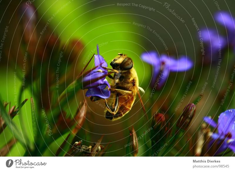 BUSY AS A BEE Biene Insekt Wespen Hornissen Tier Blüte Blume Ernährung trinken Sammlung fleißig Arbeit & Erwerbstätigkeit Versorgung kümmern Hintergrundbild