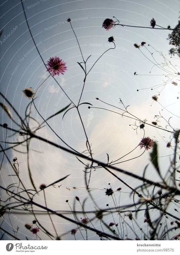 Ein Sommermorgentraum II Blume Wolken Toskana Ferien & Urlaub & Reisen Wiese Stil Blüte Wachstum Pflanze Italien Himmel Natur verzweigt Morgen