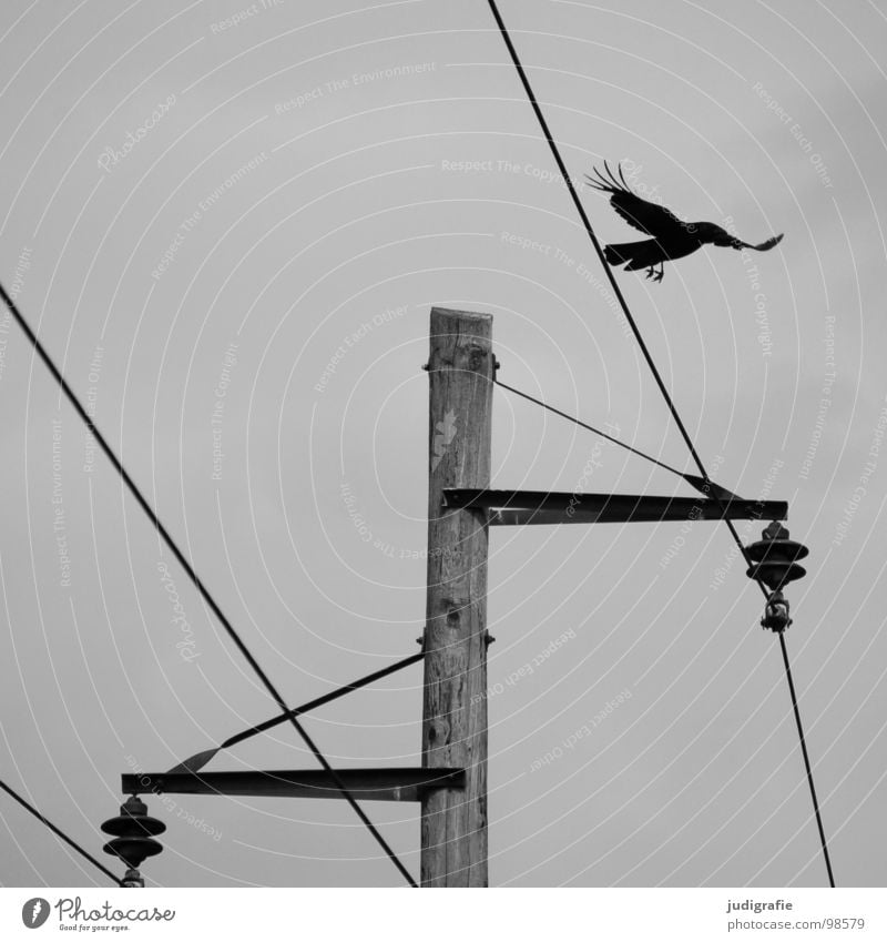 Vogel und Energie Krähe schwarz weiß grau trist Elektrizität Strommast Versorgung Holz Schwarzweißfoto Elektrisches Gerät Technik & Technologie