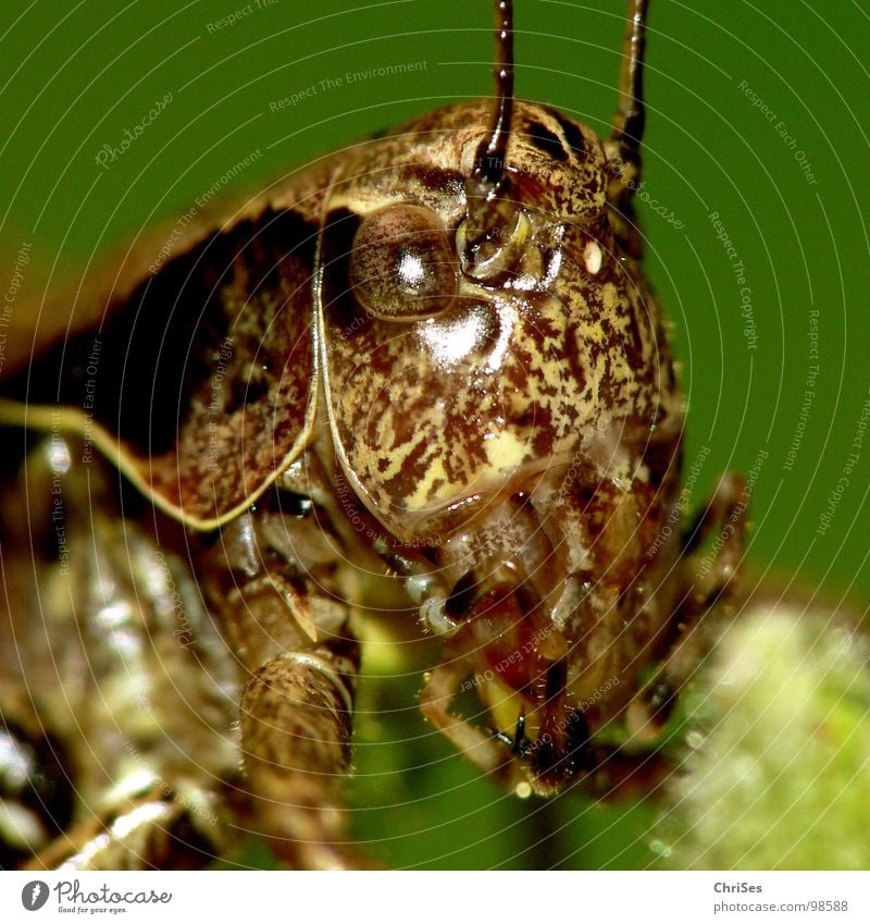 Gewoehnliche_Strauchschrecke Heuschrecke Heimchen grün braun springen Fühler Sommer Insekt Tier Lebewesen Nordwalde Makroaufnahme Nahaufnahme