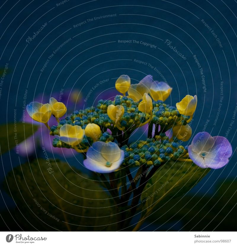 Mittwochsblümchen II Hortensie Regen Wassertropfen Blume Blüte Pflanze Sträucher violett gelb Hydrangea blau