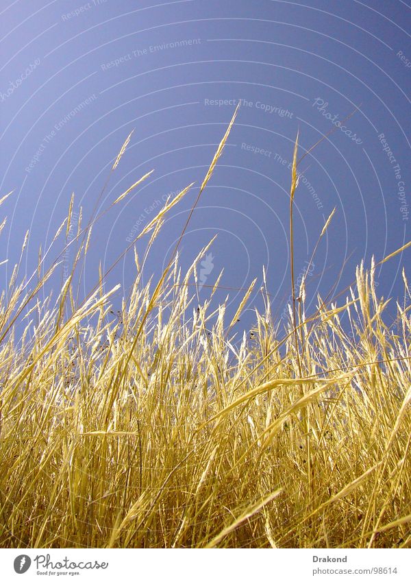 Field of straw Himmel Frieden gelb Tanzfläche Brand Weizen Stroh Feld ruhig Luft Pflanze Bodenbelag Wheat field sky blue sensibility calmness the Sun air plants