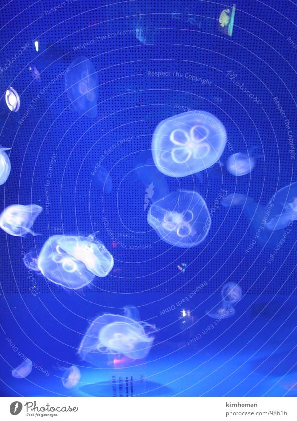 Jellyfish Hongkong Fisch Dating Me with Lover Blue Jelly Fish Fish Tank Ocean Park