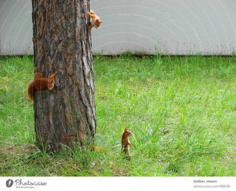 Where is mom...? Eichhörnchen grün rotbraun Baum Blick 3 süß Nervosität Suche Tier Angst Panik Konzentration Rasen Einsamkeit Kindheit Irritation