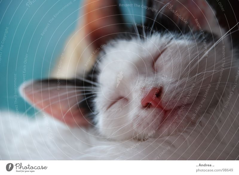 Die kleine Emma Zufriedenheit Erholung Ohr Nase Mund Fell Katze schlafen Schnurrhaar ruhen Säugetier cat kitten Farbfoto