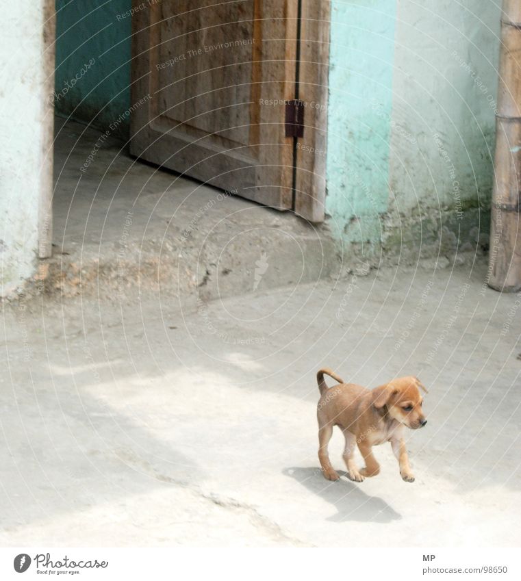 Puppy Deluxe Hund Spielen Tür süß Welpe Neugier Fell Tier Haustier niedlich klein blau Tierjunges kuschlig winzig 1 Sonnenlicht