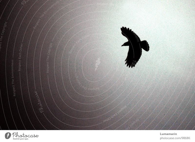 Krähe Tier Vogel Rabenvögel gleiten Silhouette Gegenlicht dramatisch drohen drohend dunkel unheimlich aufregend gefährlich Symbole & Metaphern Märchen