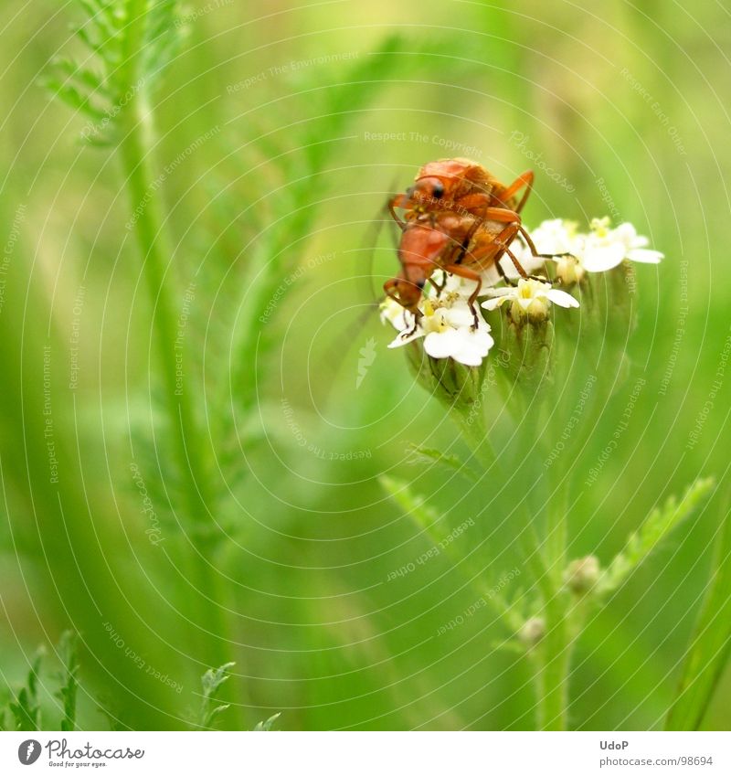 Das Liebesleben der Rotgelben Weichkäfer grün rot weiß Blüte 2 Unschärfe Tiefenschärfe Wiese Makroaufnahme Nahaufnahme Sommer orange weichkäfer Käfer Bewegung