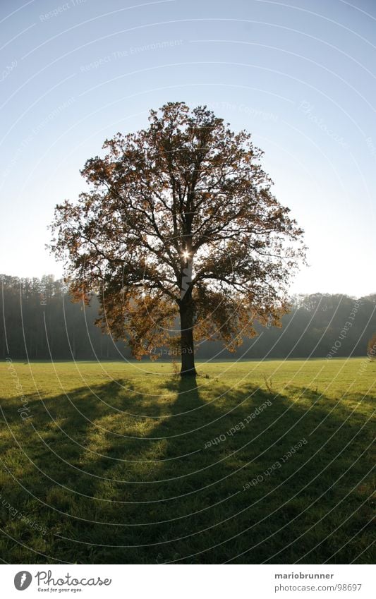 schön einsam Baum Wiese Laubbaum Einsamkeit Licht Baumkrone Eiche Herbst Schatten Sonne Blauer Himmel Einzelgänger