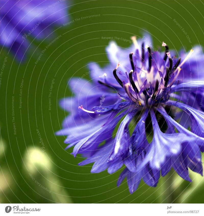 [lila] violett Blume grün mehrfarbig Gruß Knall aufwachen Wachstum Kornblume Frühling Glück Blühend Leben flower