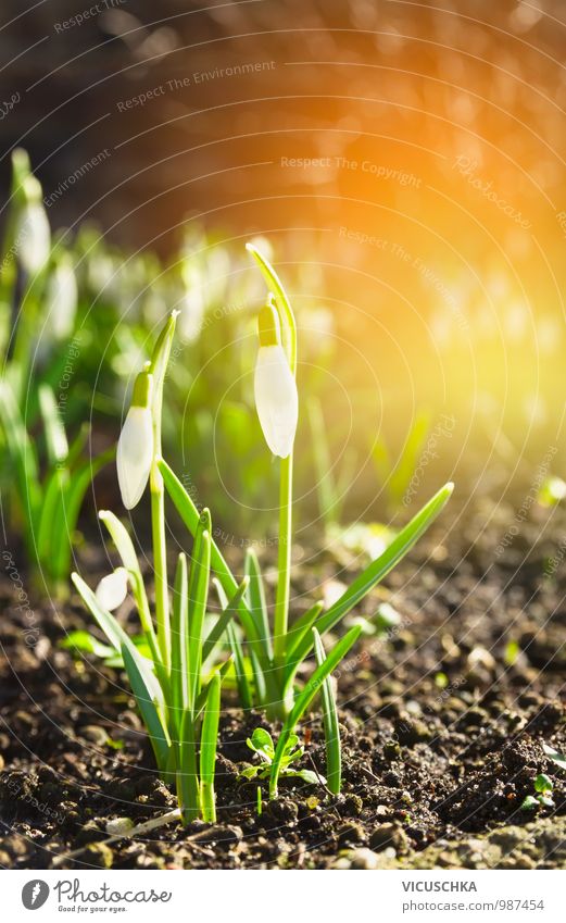erste wilde Schneeglöckchen im Frühling Garten Design Umwelt Natur Pflanze Sonne Sonnenaufgang Sonnenuntergang Sonnenlicht Schönes Wetter Blume Park Wald