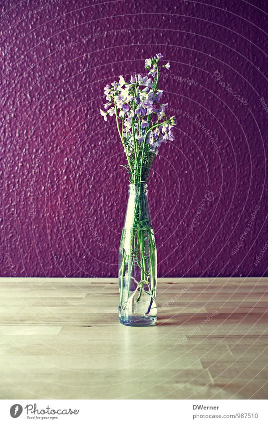 Deko Lifestyle Stil Häusliches Leben Wohnung Dekoration & Verzierung Pflanze Blume Mauer Wand Blumenstrauß Blühend leuchten Freundlichkeit frisch violett