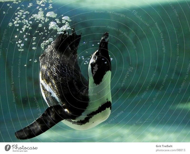 Blubb Zoo Pinguin grün Unterwasseraufnahme Vogel Wasser blasen Blubbern