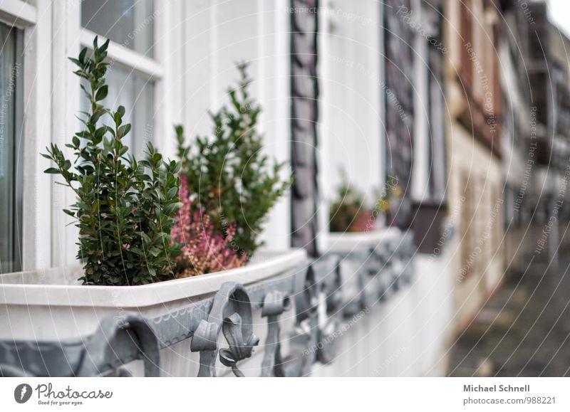 Pflanzen Topfpflanze Dorf Haus Fenster Wachstum Häusliches Leben historisch ruhig Farbfoto mehrfarbig Außenaufnahme