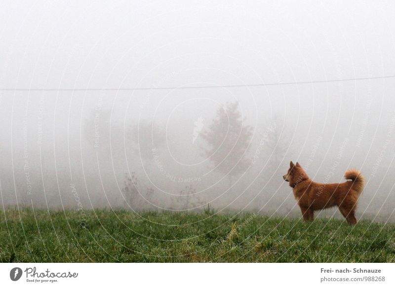 Aufmerksam im Nebel Tier Haustier Hund 1 beobachten hören Blick natürlich Neugier achtsam Erwartung Gedeckte Farben Außenaufnahme