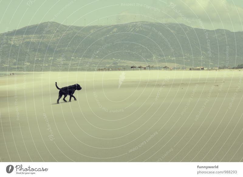 Hilfe! Ein Hund! Landschaft Berge u. Gebirge Strand Tier Haustier 1 Sand laufen schwarz Schwanz groß Riesenschnauzer Schnauzer einzeln Suche