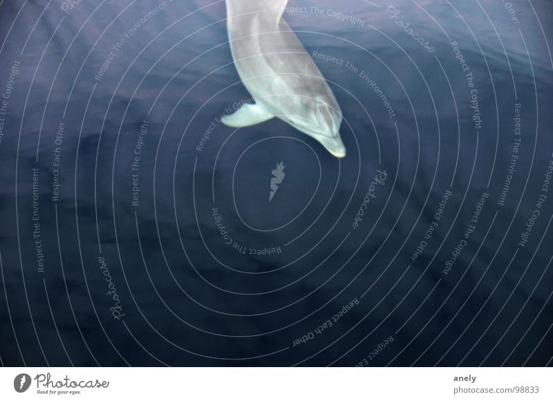 Wassertanz Delphine Meer geschmeidig tauchen Reflexion & Spiegelung beeindruckend einzigartig Säugetier blau Klarheit Schwimmen & Baden