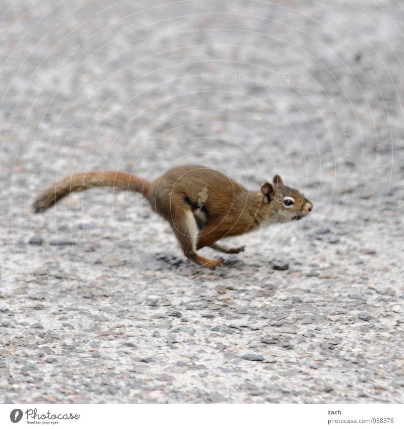 keine großen Sprünge Straße Tier Wildtier Tiergesicht Fell Eichhörnchen squirrel 1 rennen ästhetisch niedlich sportlich wild braun grau laufen flüchten Flucht
