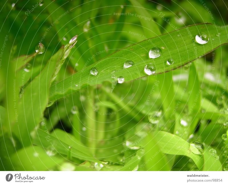 nach dem Regen Gras Wiese grün Wasser Wassertropfen Tropfen Tau glänzend Makroaufnahme frisch