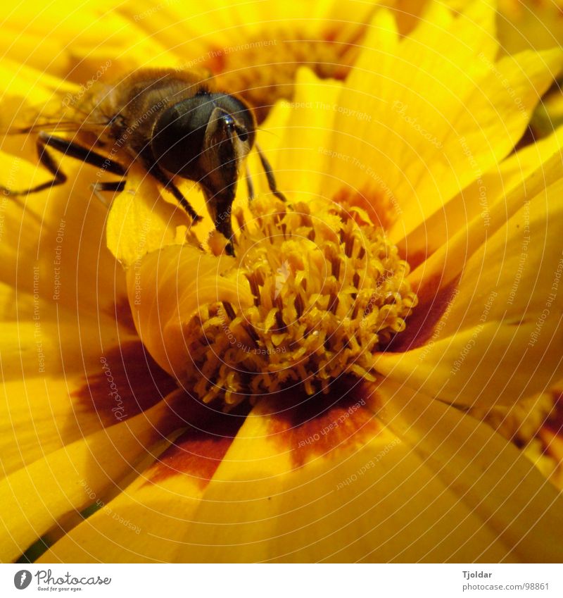 Pollenrüssel Sommer Blume Blüte Biene lecker süß braun gelb Insekt Honig Staubfäden Rüssel Nektar orange Klebrig Außenaufnahme Nahaufnahme Makroaufnahme Natur