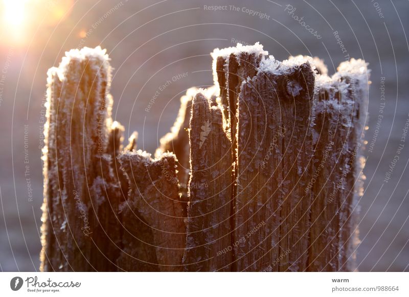 Alter bereifter Zaunpfahl in Gegenlicht Sonnenlicht Winter Eis Frost Holz einfach Gelassenheit Farbfoto Außenaufnahme Nahaufnahme Menschenleer Morgen Licht