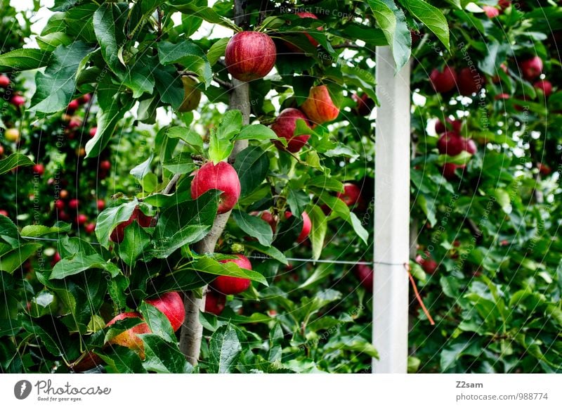 Lecker Äpfel Frucht Apfel Umwelt Natur Landschaft Sommer Schönes Wetter Pflanze Baum nachhaltig natürlich grün rot Gesundheit Idylle Umweltschutz Kalterer See