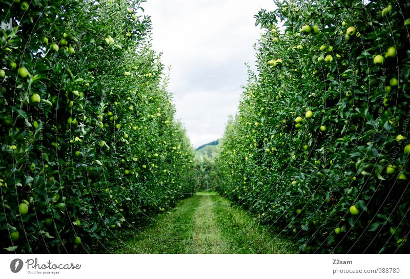Äpfel über Äpfel Frucht Apfel Umwelt Natur Landschaft Sommer Schönes Wetter Pflanze Baum Sträucher frisch Gesundheit nachhaltig natürlich grün Erholung Idylle