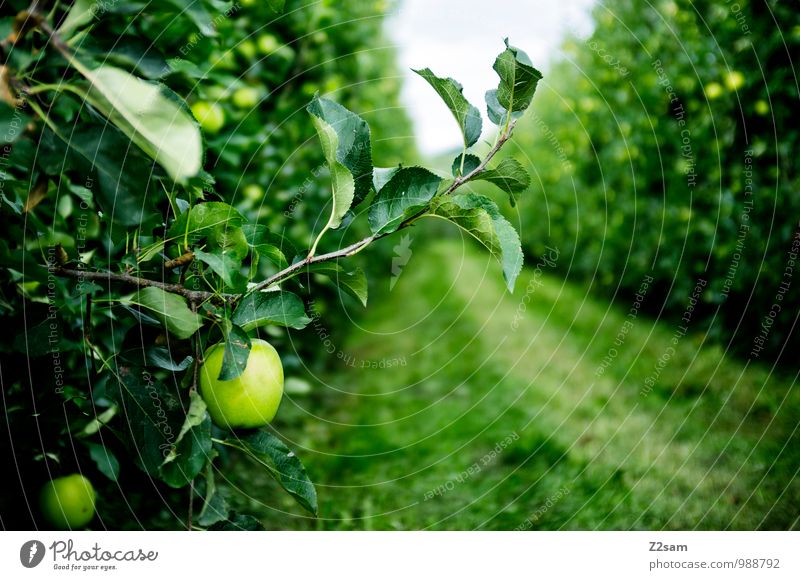 Südtiroler Äpfel Lebensmittel Frucht Apfel Umwelt Natur Landschaft Sommer Schönes Wetter Pflanze Sträucher frisch Gesundheit natürlich Idylle nachhaltig