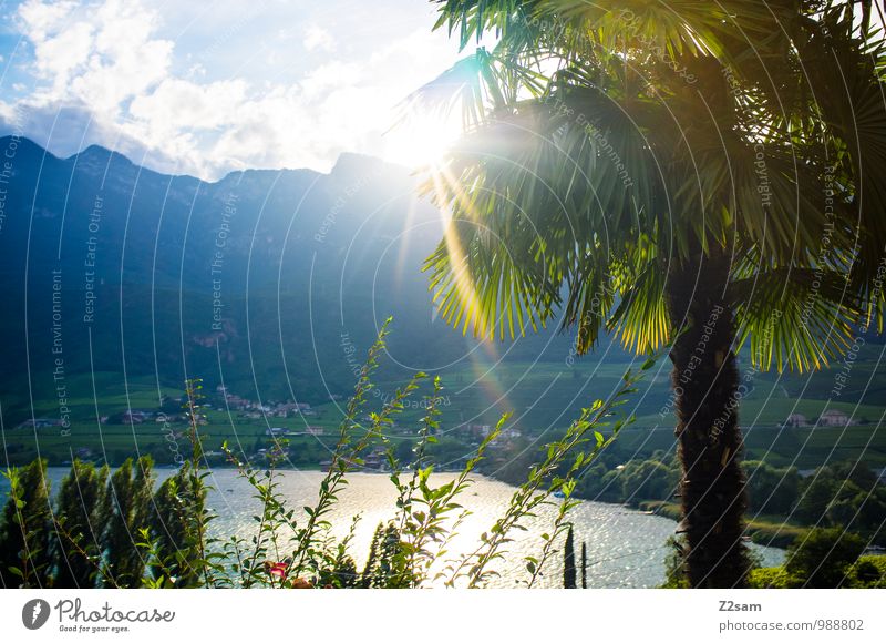 Oh du schönes Südtirol Natur Landschaft Sonne Sonnenlicht Sommer Schönes Wetter Wärme Baum Sträucher Palme Alpen Berge u. Gebirge See natürlich Warmherzigkeit