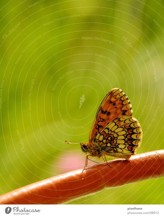 butterfly effect grün Sommer Schmetterling Insekt Natur Muster Fühler Punktmuster hell Strukturen & Formen orange Ganzkörperaufnahme schön ästhetisch