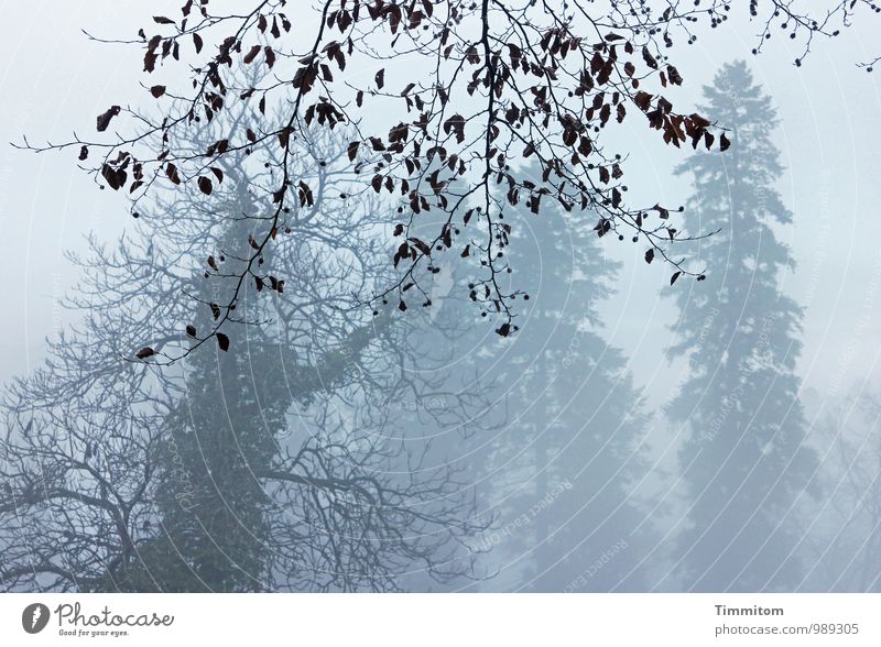 Vorhang! Schnell! Umwelt Natur Landschaft Himmel Winter Wetter Nebel Wald Holz ästhetisch authentisch natürlich braun grau Gefühle Ast Blatt Farbfoto