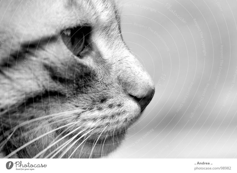 Tigi im Profil Nase Mund Katze sitzen Schnurrhaar Säugetier Katzenauge getigert Cat Schwarzweißfoto Silhouette