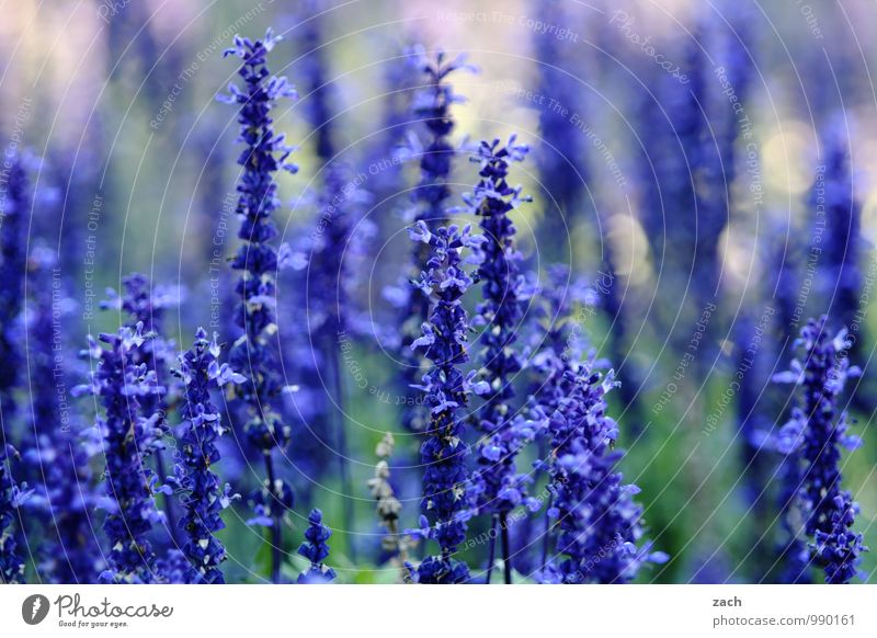 natürlich | blau Natur Pflanze Frühling Sommer Blume Gras Sträucher Blatt Blüte Garten Park Wiese Blühend Wachstum violett Farbfoto Außenaufnahme Menschenleer
