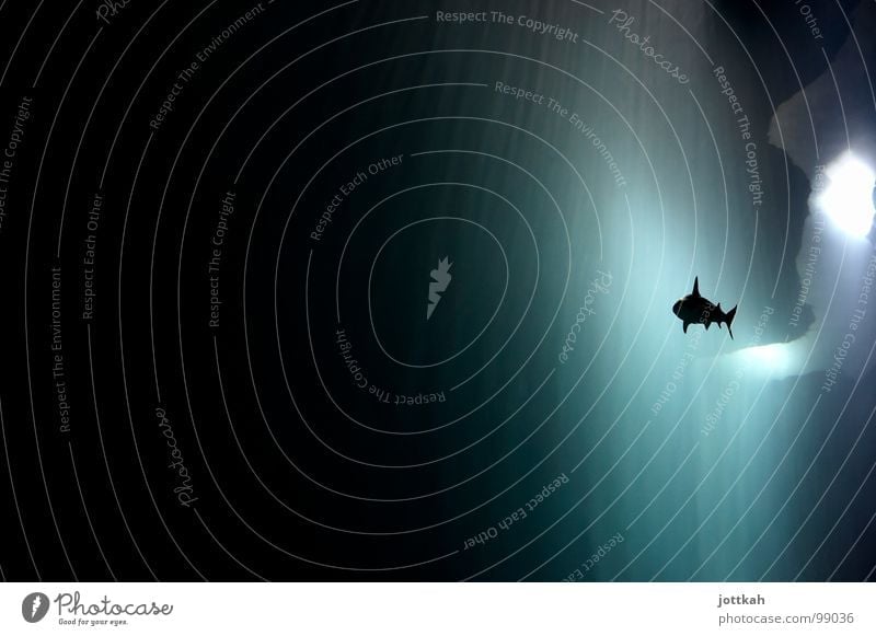 Hai Fisch Haifisch Unterwasseraufnahme bedrohlich Tier gleiten Höhle Licht dunkel gefährlich majestätisch Angst Wasser Schwimmhilfe Beleuchtung