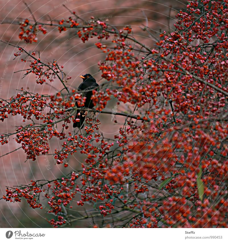 eine Amsel und ihre Beeren - alles meins! Amselmännchen Vogel Vogelbeobachtung rote Beeren Vogelbeeren heimisch überwintern heimischer Strauch Pfaffenhütchen