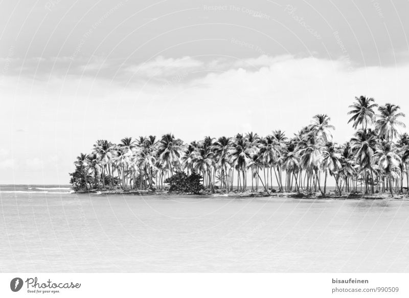 Bacardi Feeling... Landschaft Pflanze Wasser Schönes Wetter Wald Küste Strand Bucht Meer Golf von Mexico Insel Erholung exotisch schwarz weiß Zufriedenheit