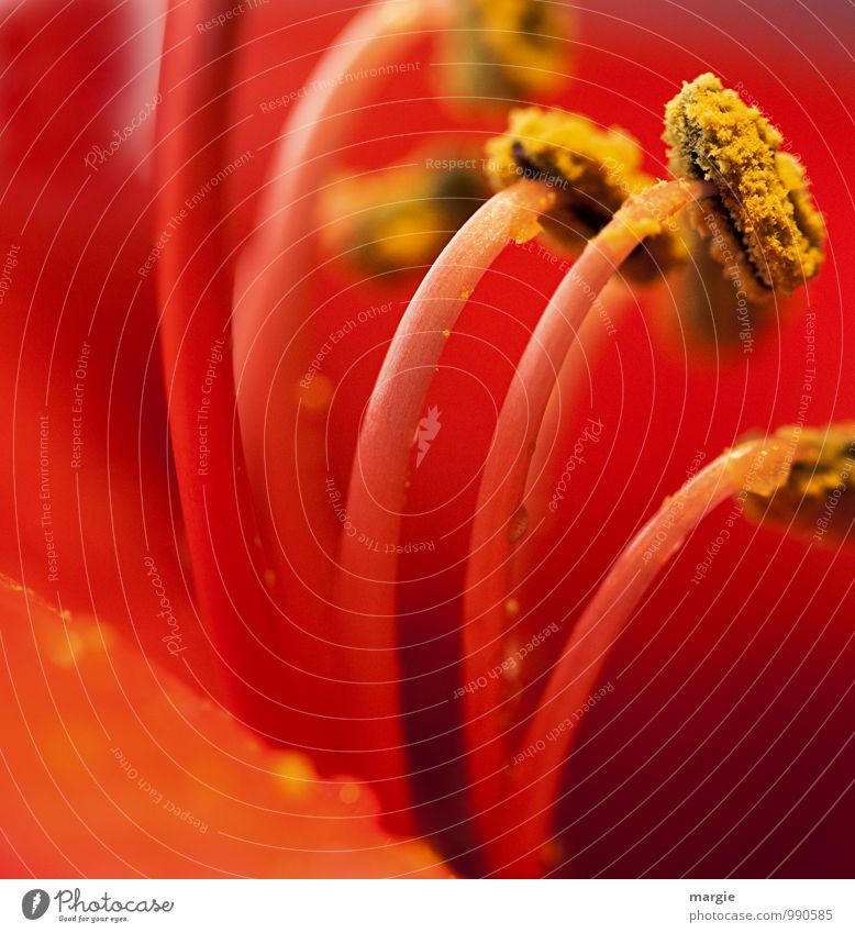 Amaryllis Blütenpollen Umwelt Natur Pflanze Tier Blume Blatt Grünpflanze Topfpflanze exotisch Amaryllisgewächse Blumenstrauß Blühend Wachstum gelb rot Gefühle